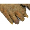 Pair of Immortal Hands (Gloves)