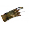 Freddy's (Robert Englund) 'Spoon' Glove