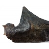 Bat-Cave Bat on Display