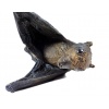 Bat-Cave Bat on Display